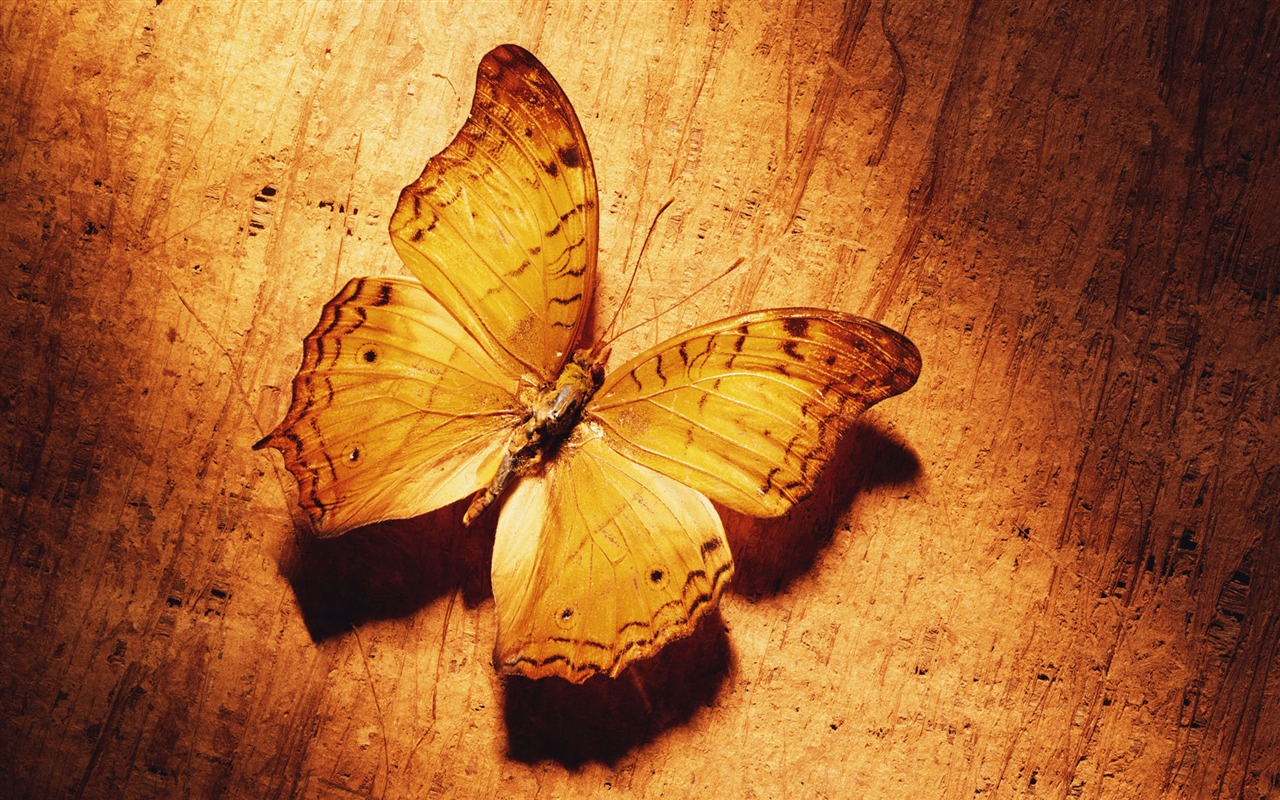 tisíciletí biologický Wallpaper #19 - 1280x800
