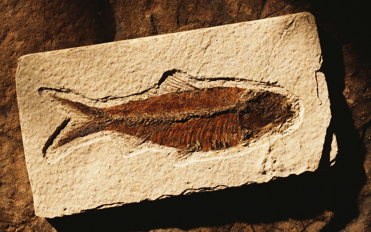 千年生物壁紙 #20 - 1280x800