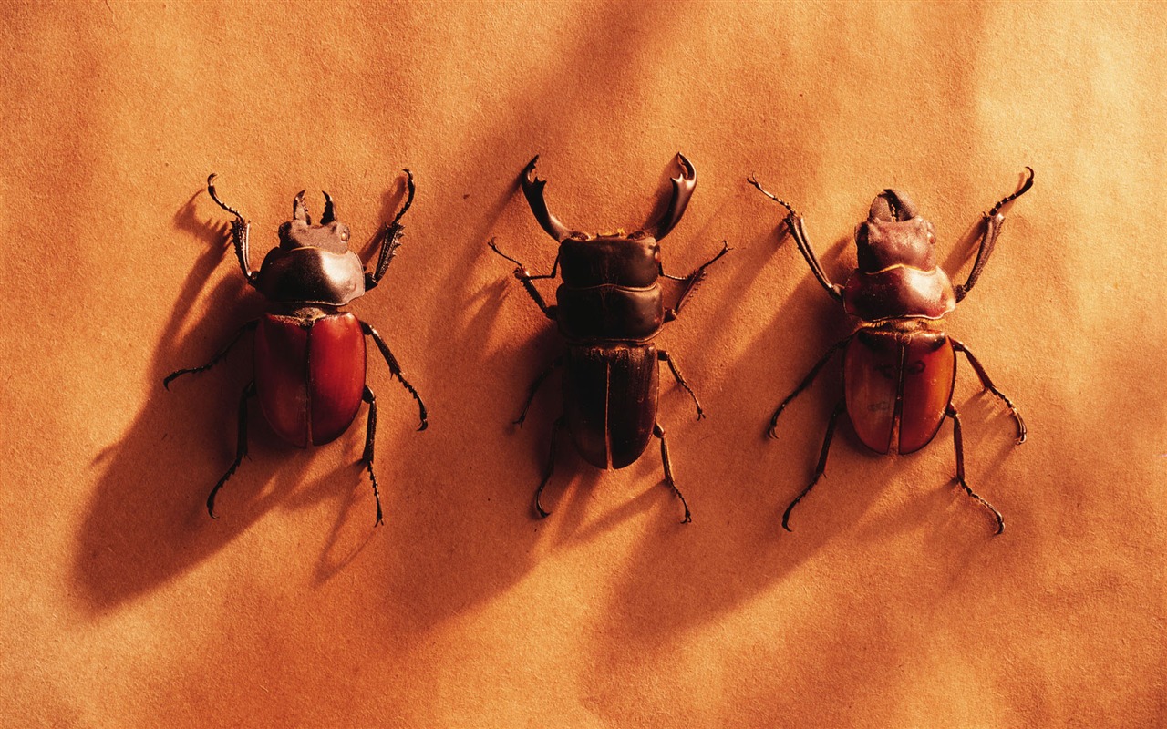 tisíciletí biologický Wallpaper #27 - 1280x800