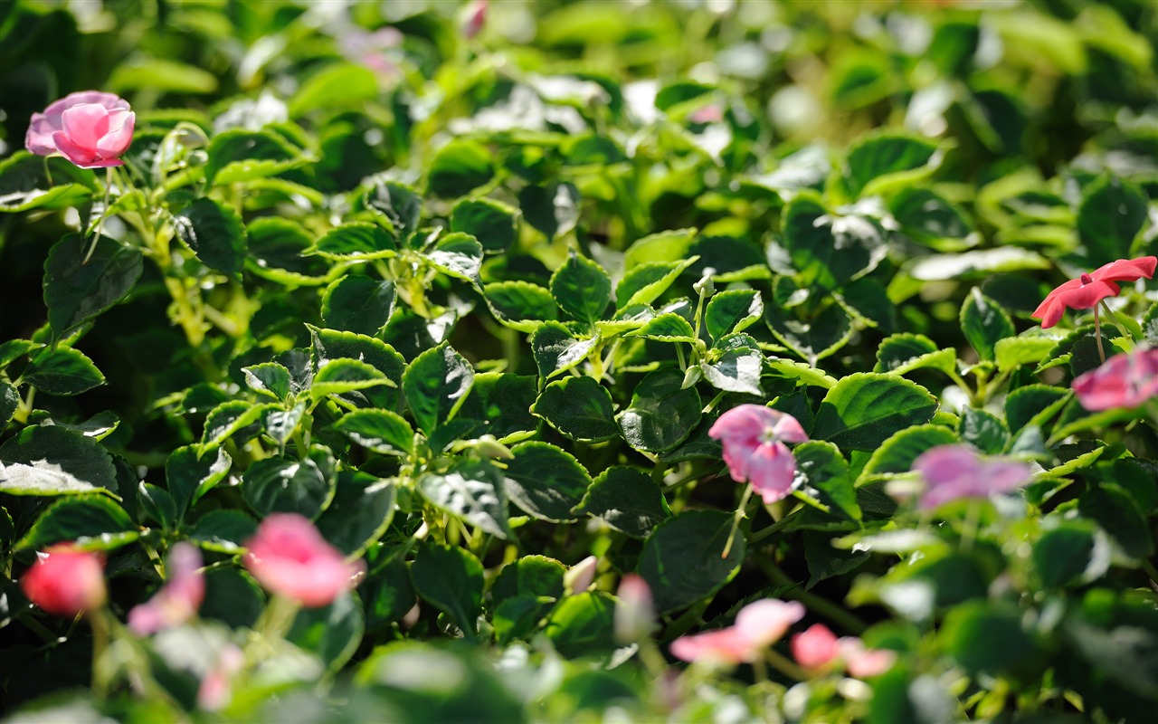 Nikon D700 proofs Wallpaper #8 - 1280x800