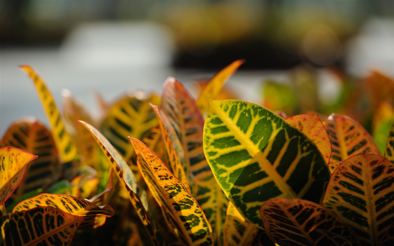 Nikon D700 proofs Wallpaper #13 - 1280x800