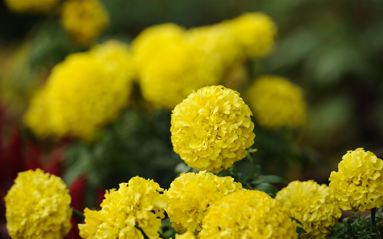 Nikon D700 proofs Wallpaper #17 - 1280x800