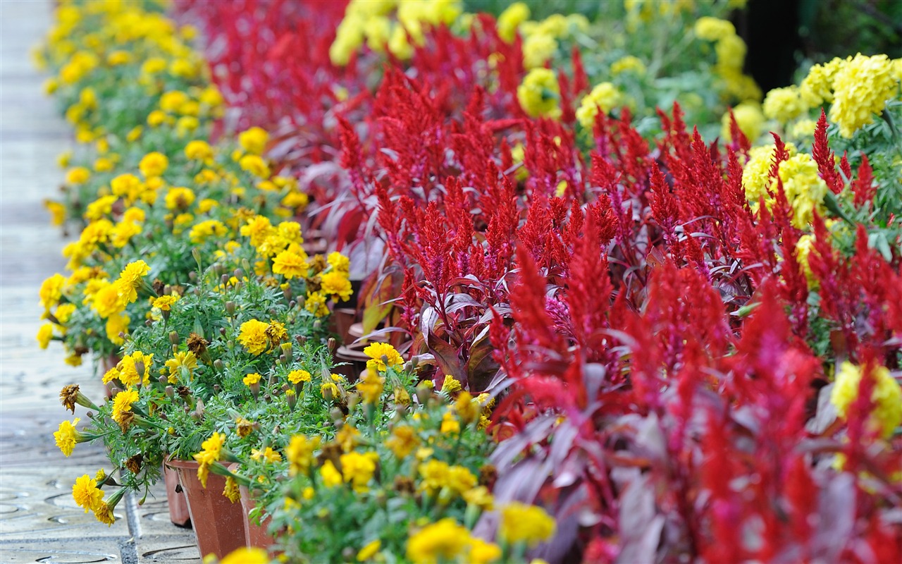 Nikon D700 proofs Wallpaper #18 - 1280x800