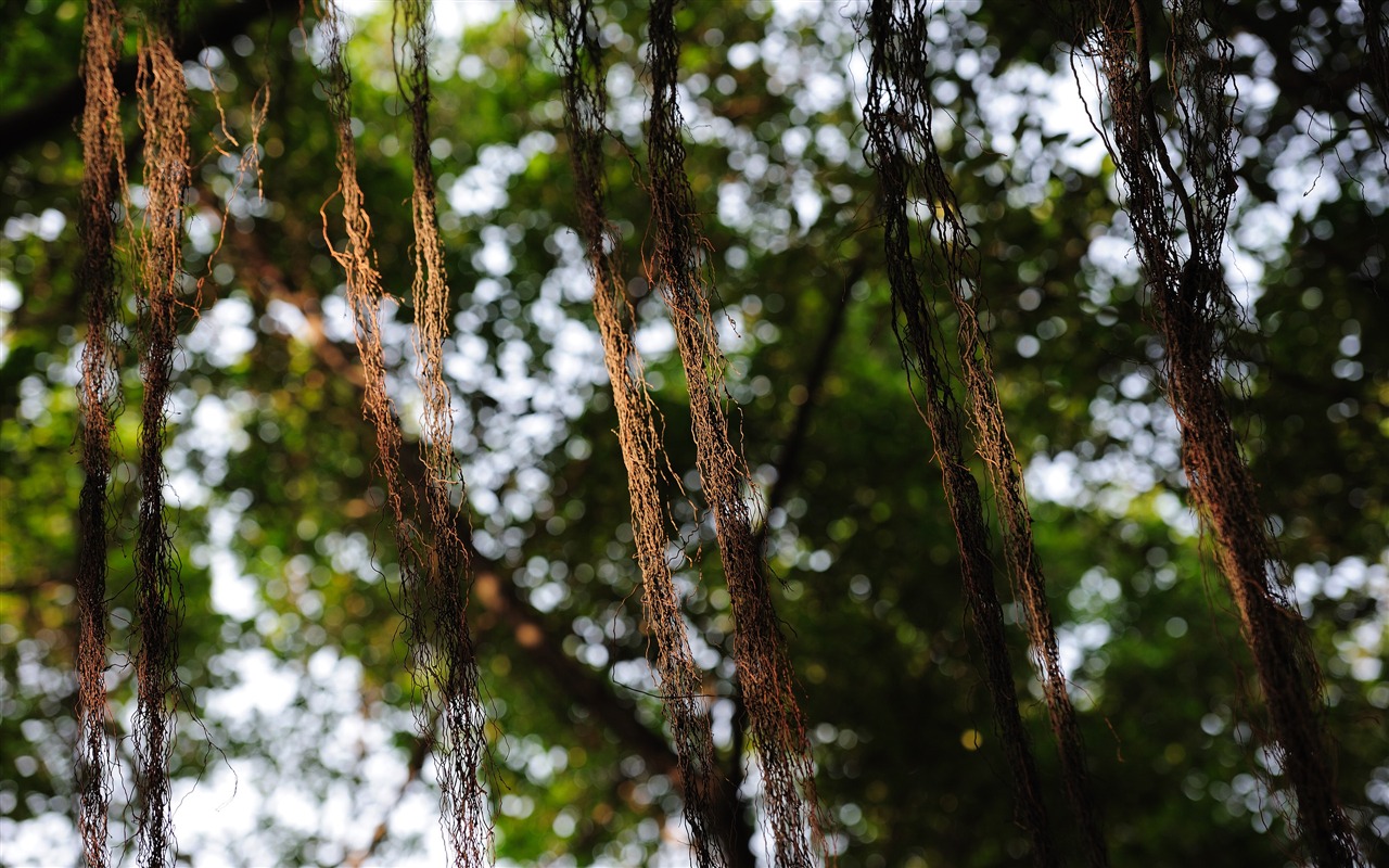 尼康 D700 樣張壁紙 #19 - 1280x800