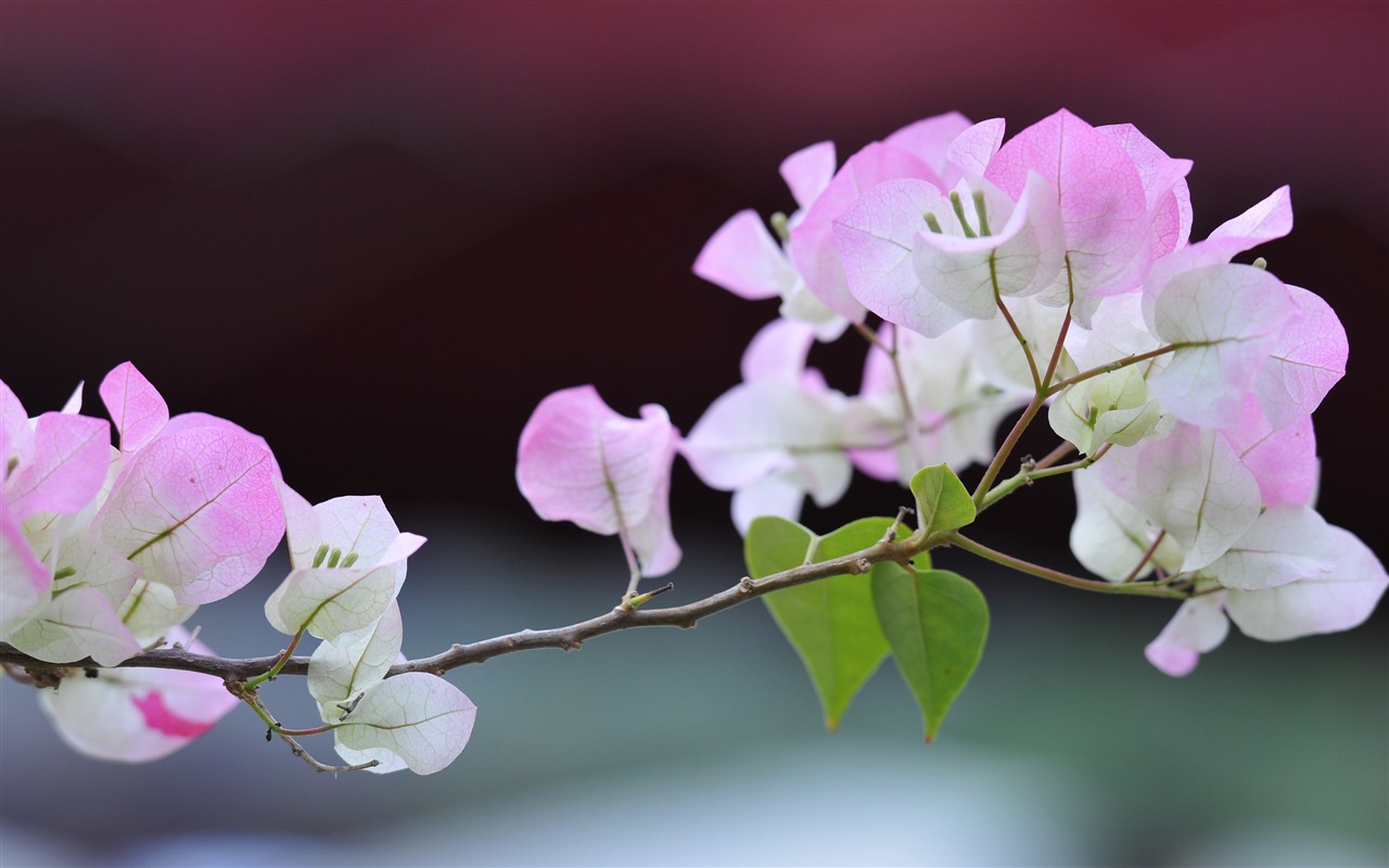 尼康 D700 樣張壁紙 #41 - 1280x800