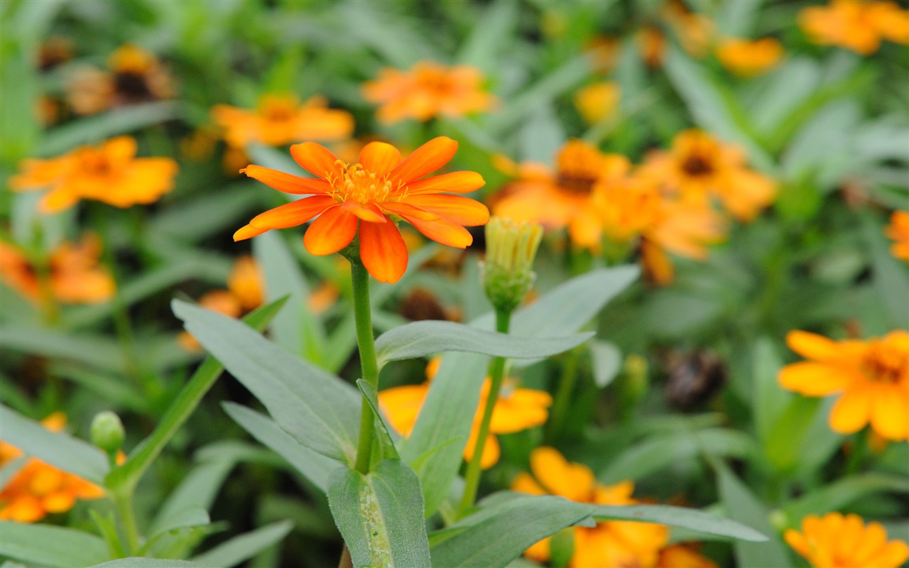 尼康 D700 樣張壁紙 #47 - 1280x800