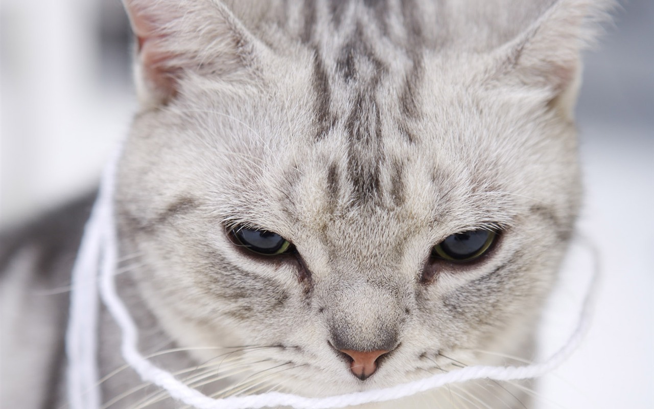 HD cute little kitty wallpaper #11 - 1280x800