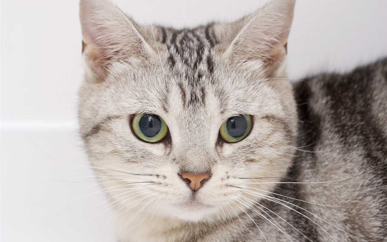 HD cute little kitty wallpaper #18 - 1280x800