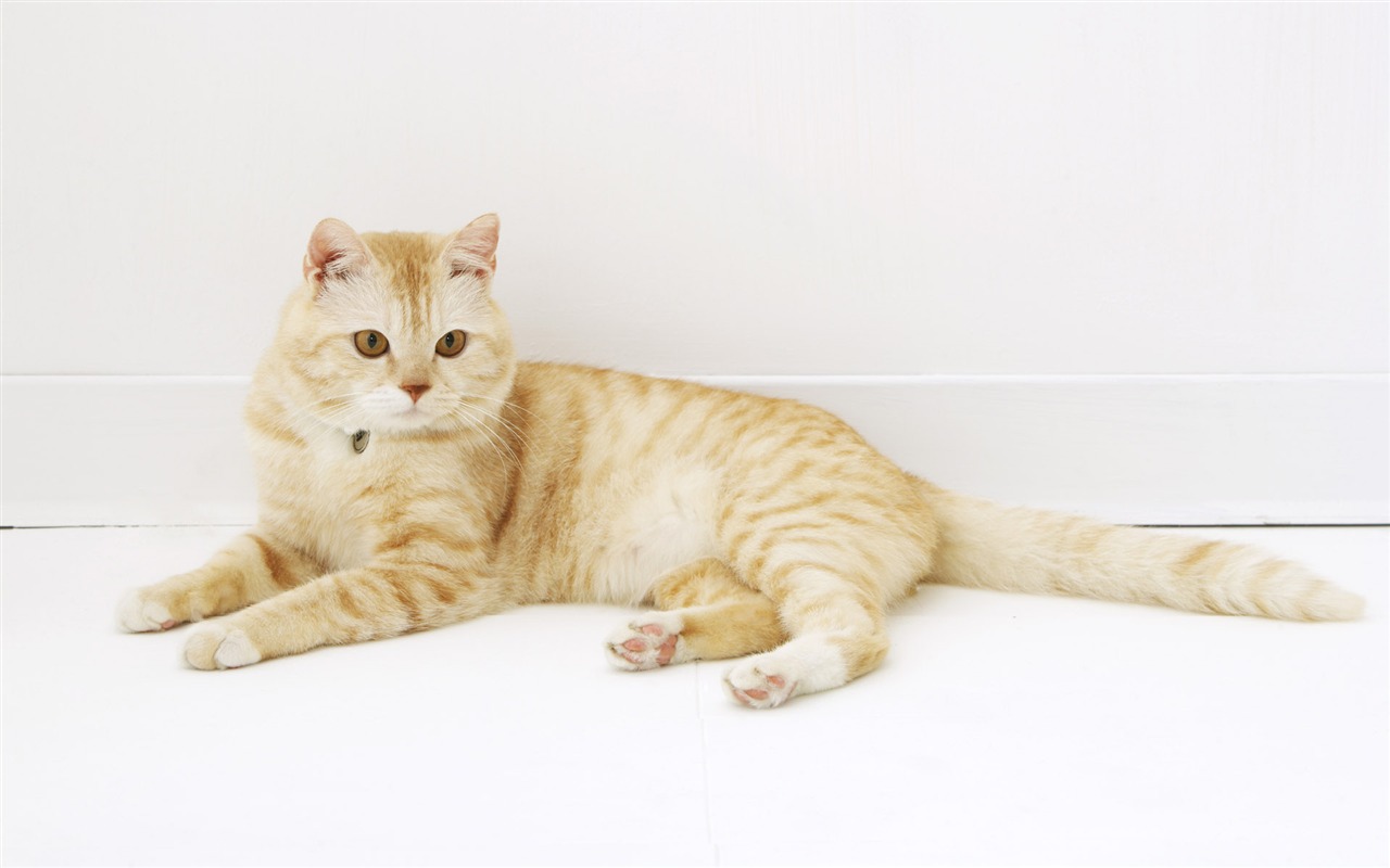 高清可爱小猫咪壁纸23 - 1280x800