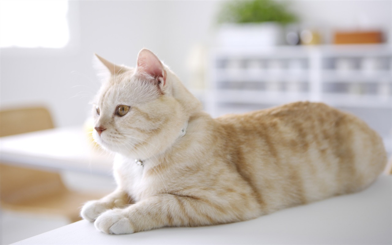 HD papel tapiz lindo gatito #27 - 1280x800