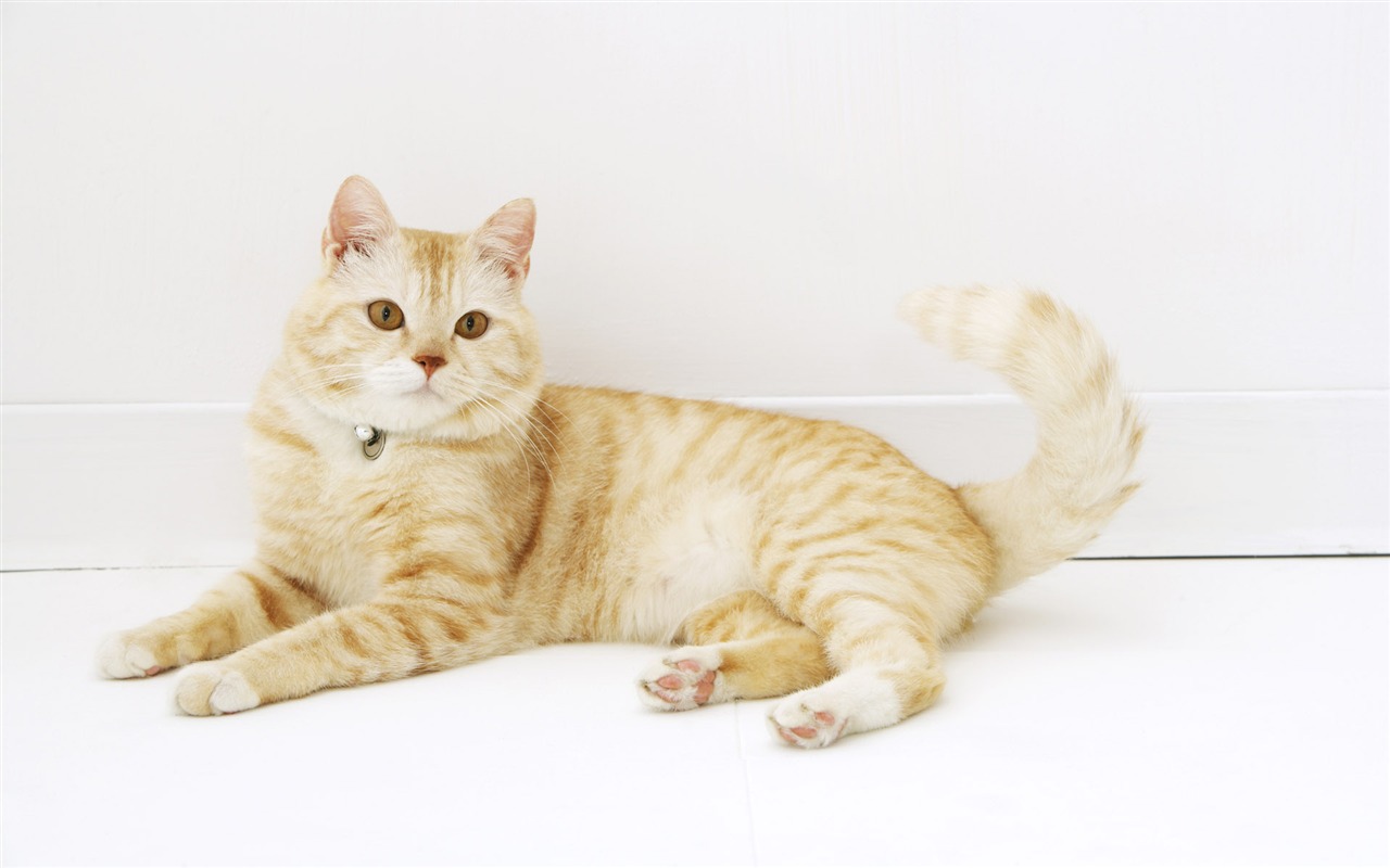 HD papel tapiz lindo gatito #28 - 1280x800