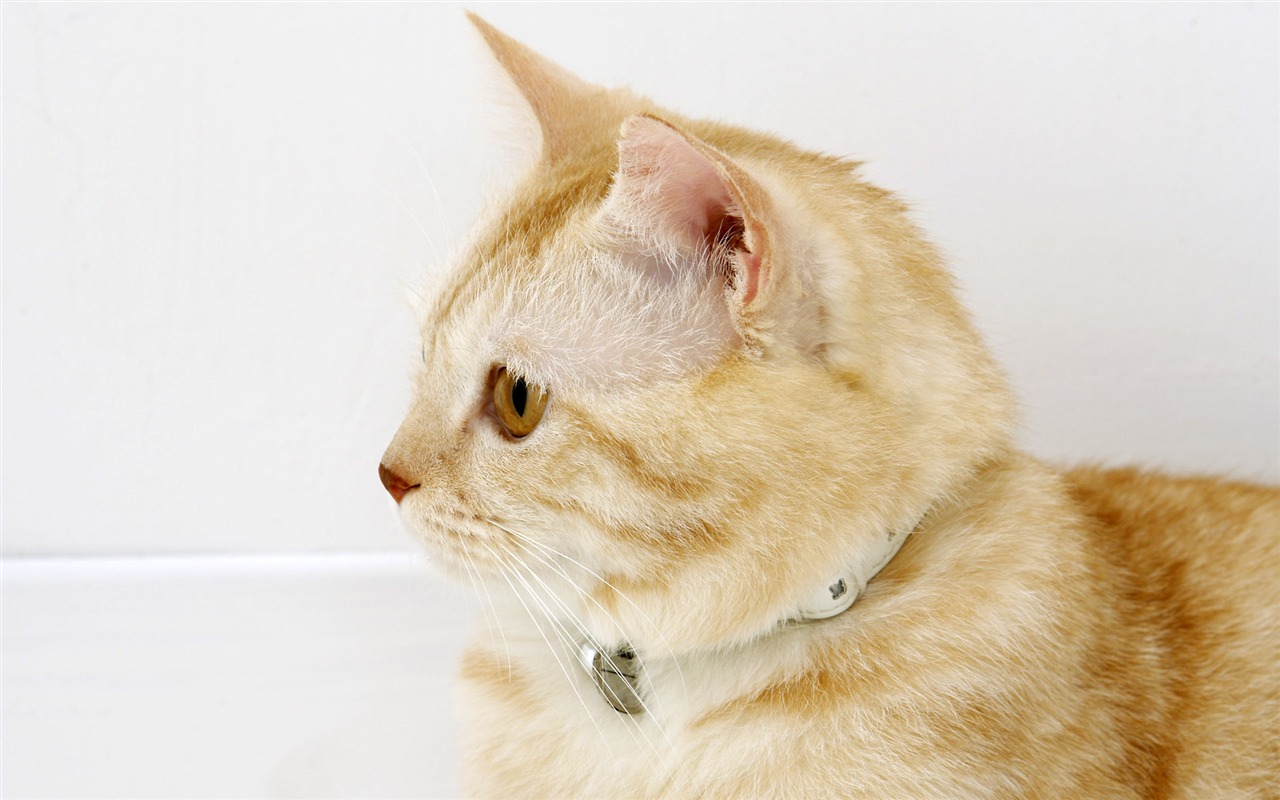 HD papel tapiz lindo gatito #31 - 1280x800