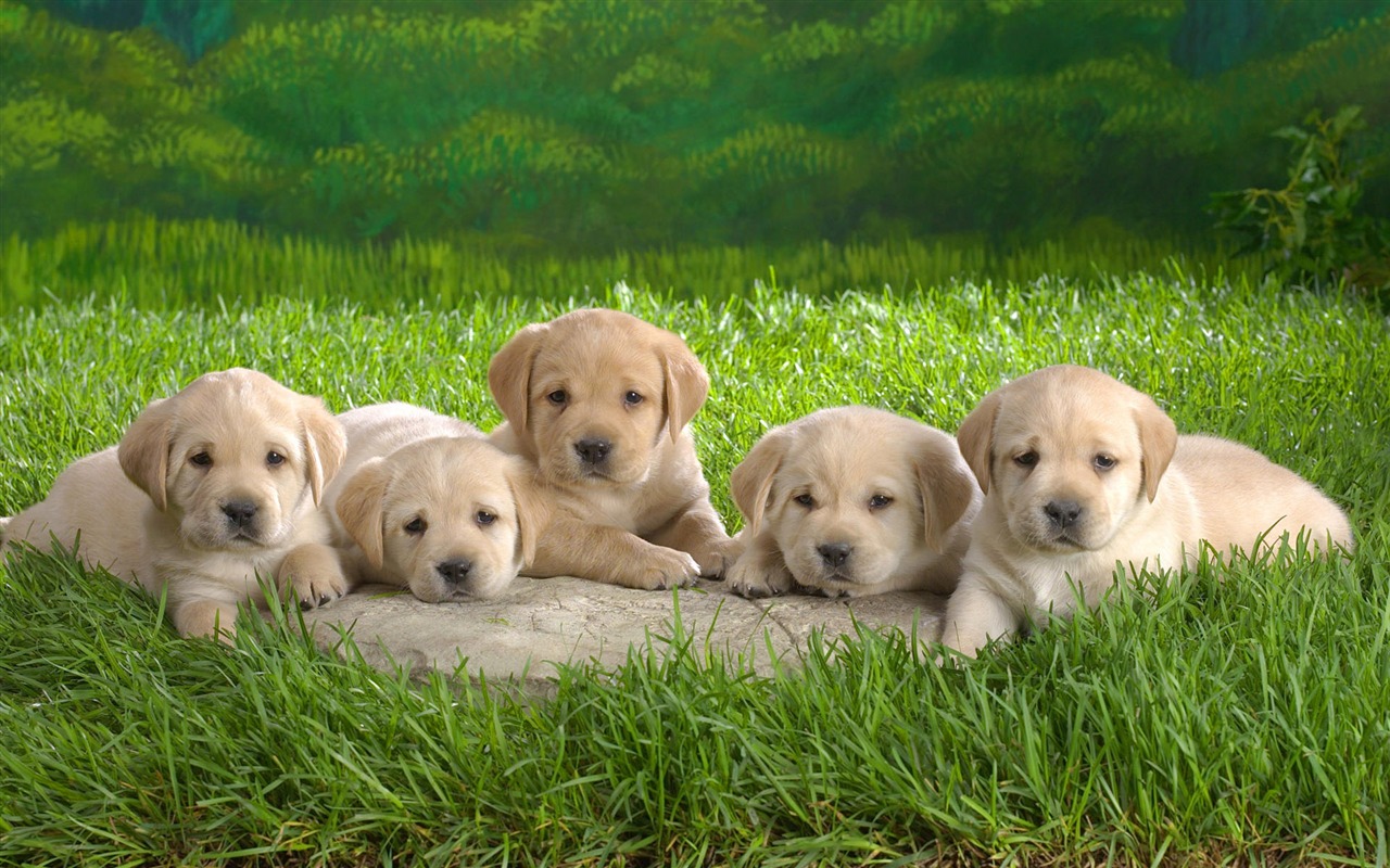 Cute puppy Photo Wallpaper #1 - 1280x800