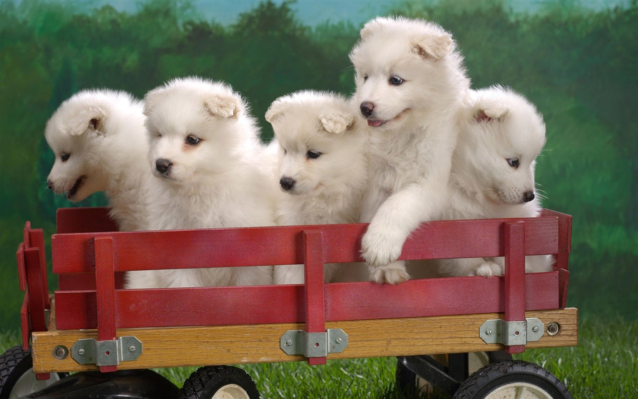 Cute puppy Photo Wallpaper #2 - 1280x800