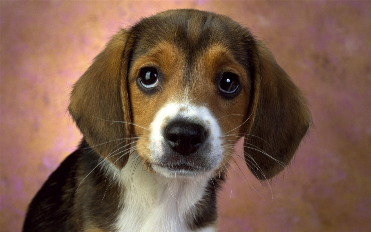 Cute Puppy Photo Wallpaper #4 - 1280x800