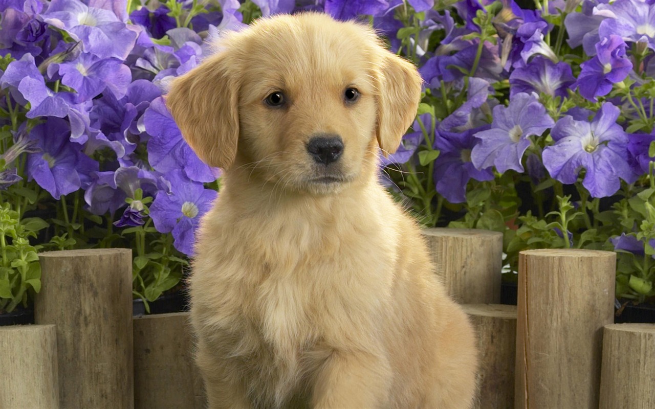 Cute Puppy Photo Wallpaper #11 - 1280x800