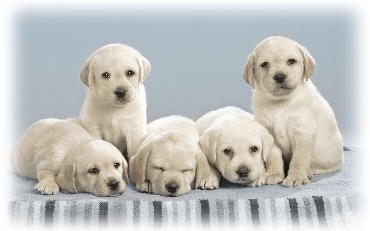 Cute Puppy Photo Wallpaper #18 - 1280x800