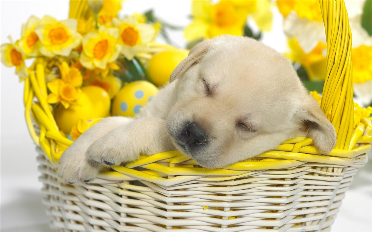 Cute puppy Photo Wallpaper #19 - 1280x800