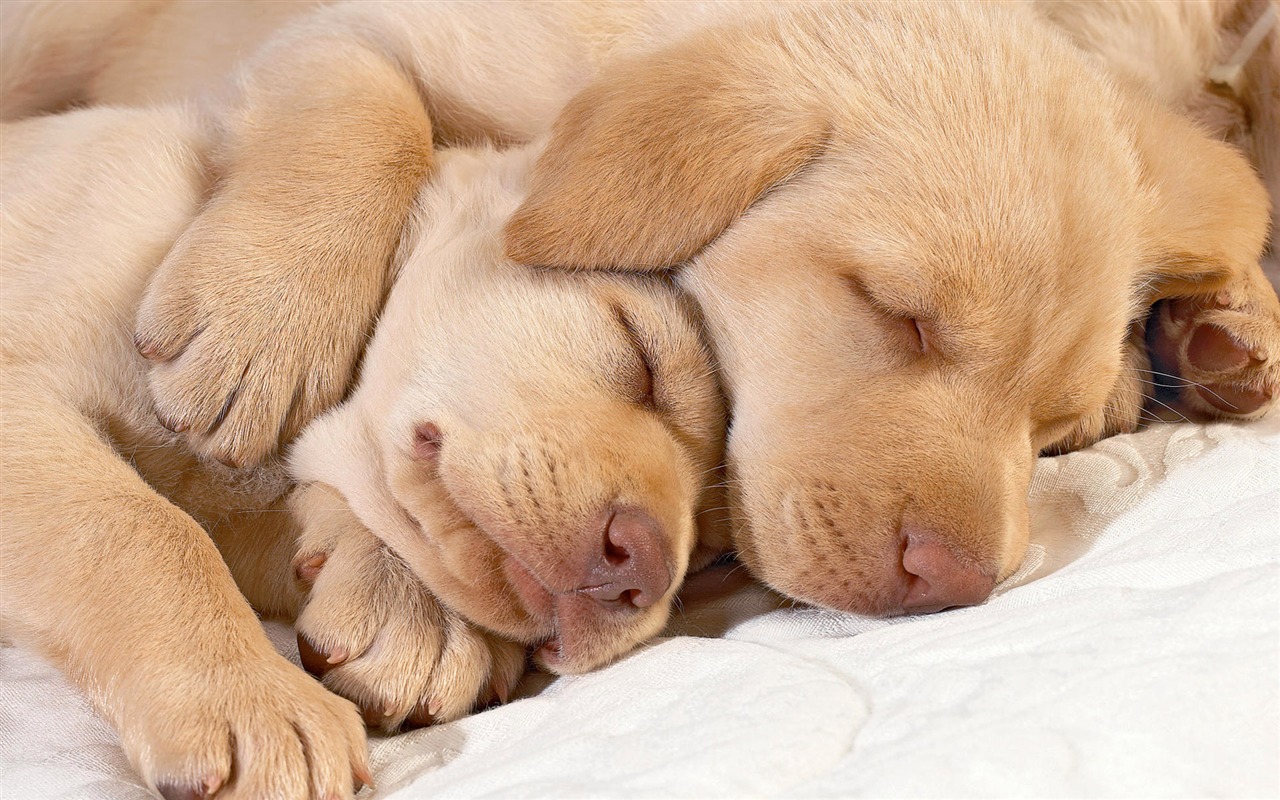 Cute Puppy Photo Wallpaper #20 - 1280x800