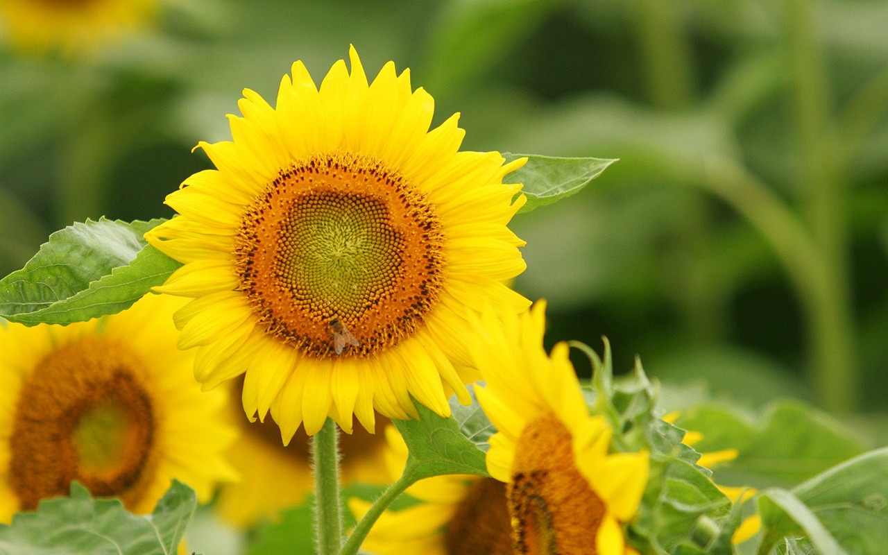 Man Shan sunflower wallpaper #1 - 1280x800