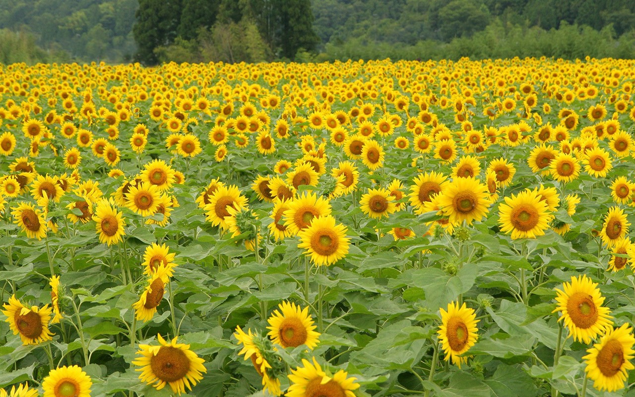 Man Shan sunflower wallpaper #2 - 1280x800