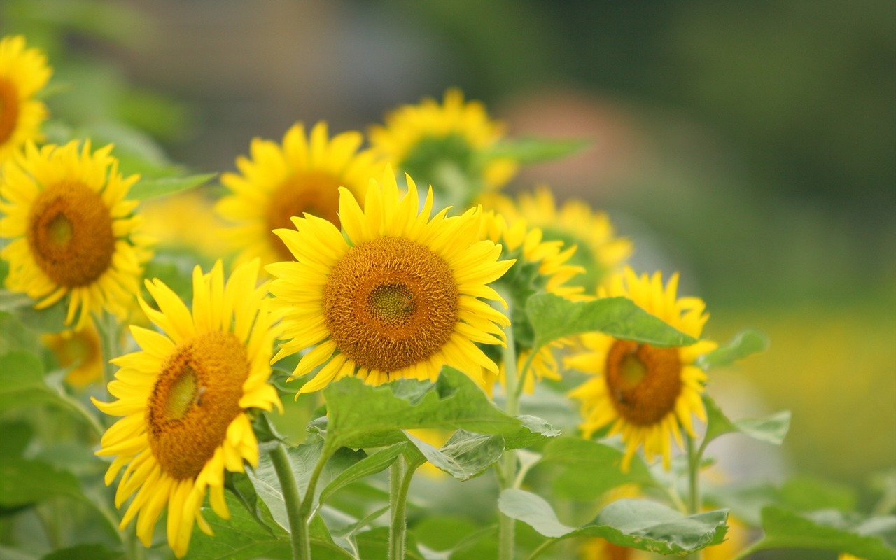 Man Shan sunflower wallpaper #3 - 1280x800