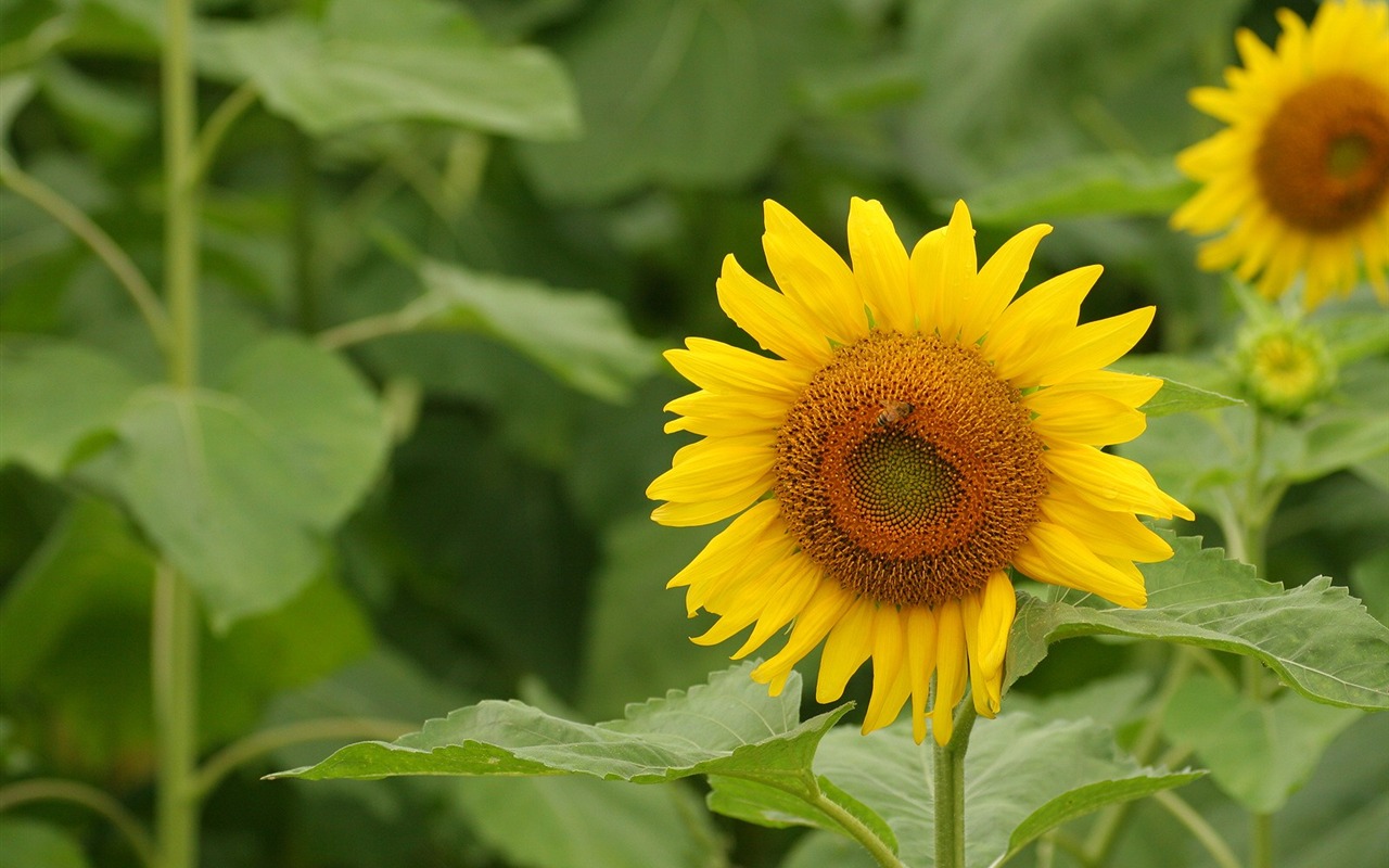 Man Shan sunflower wallpaper #4 - 1280x800