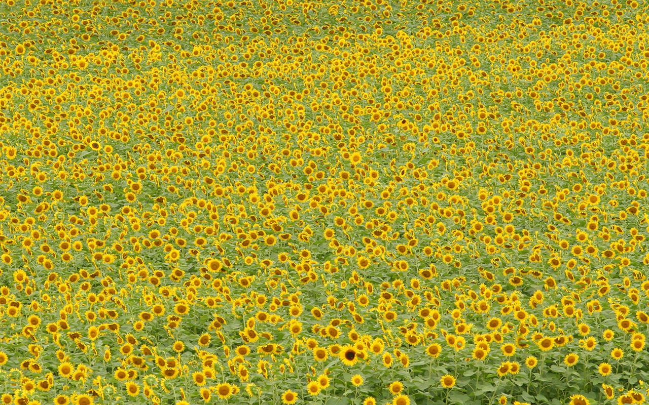 Man Shan sunflower wallpaper #5 - 1280x800