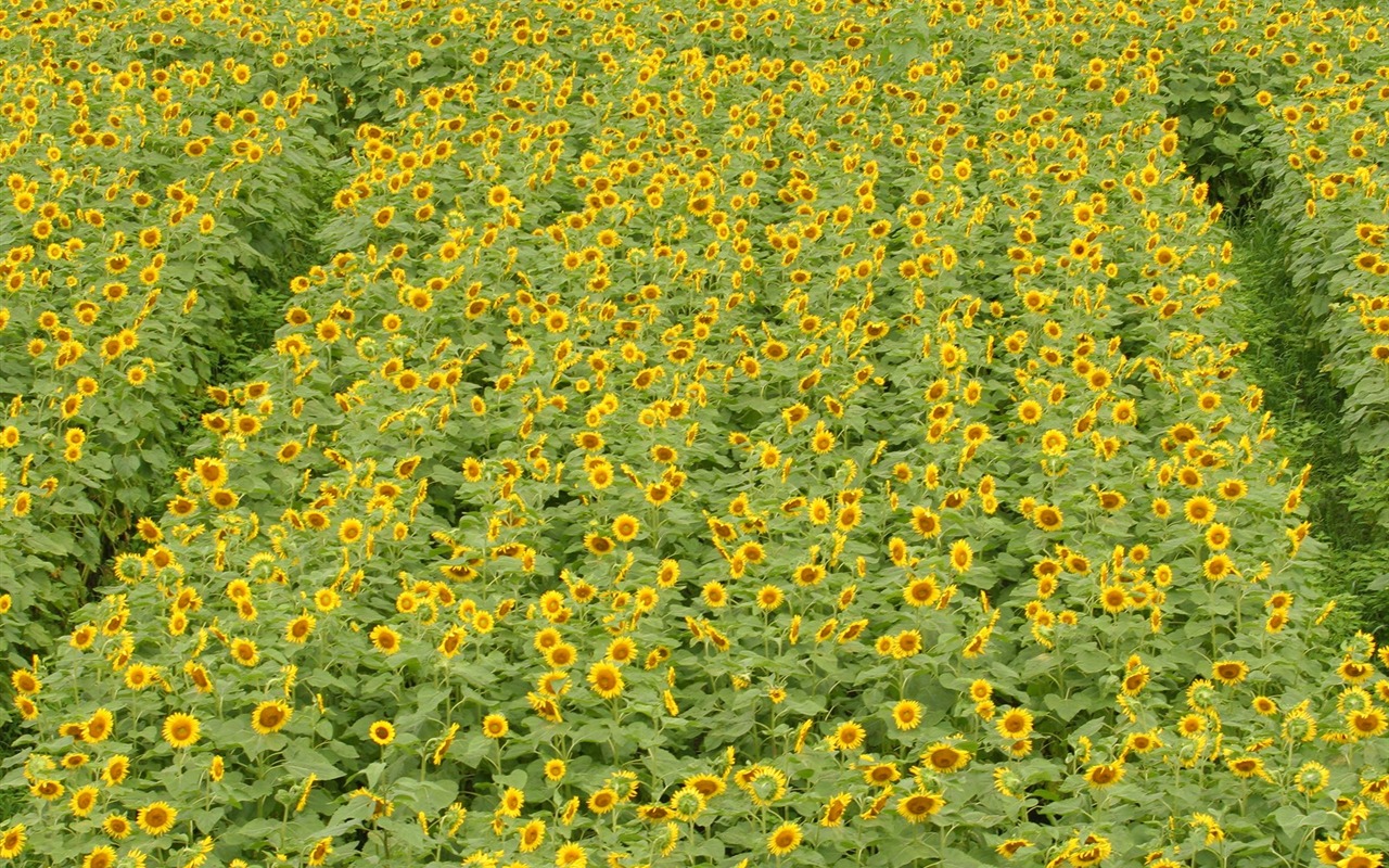 Man Shan sunflower wallpaper #6 - 1280x800