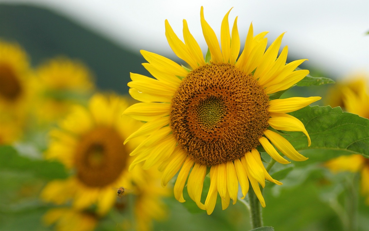 Man Shan sunflower wallpaper #8 - 1280x800