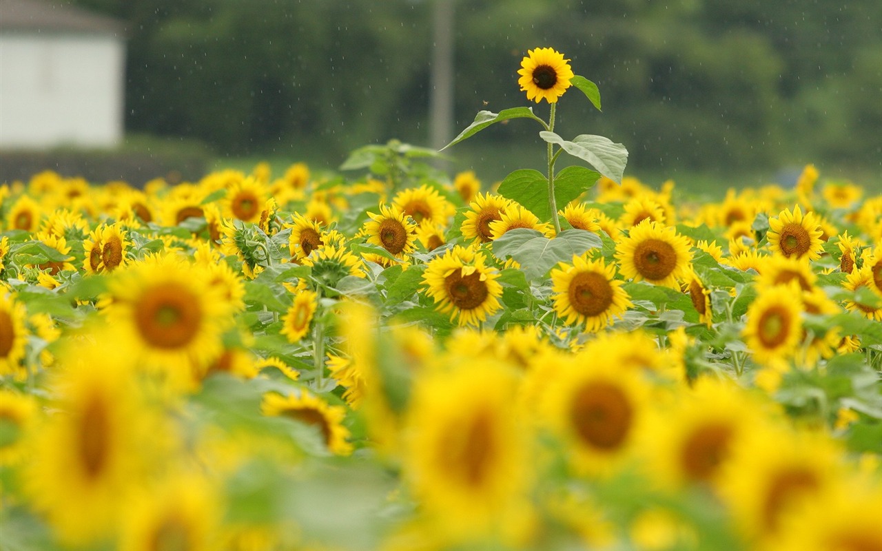 Man Shan sunflower wallpaper #11 - 1280x800