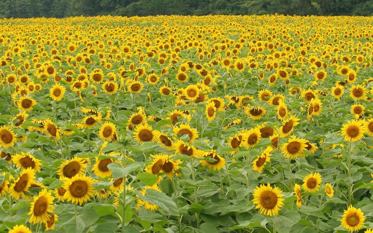 Man Shan sunflower wallpaper #12 - 1280x800