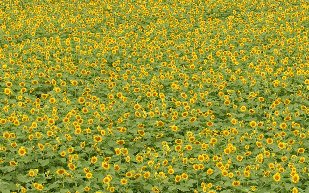 Man Shan sunflower wallpaper #13 - 1280x800