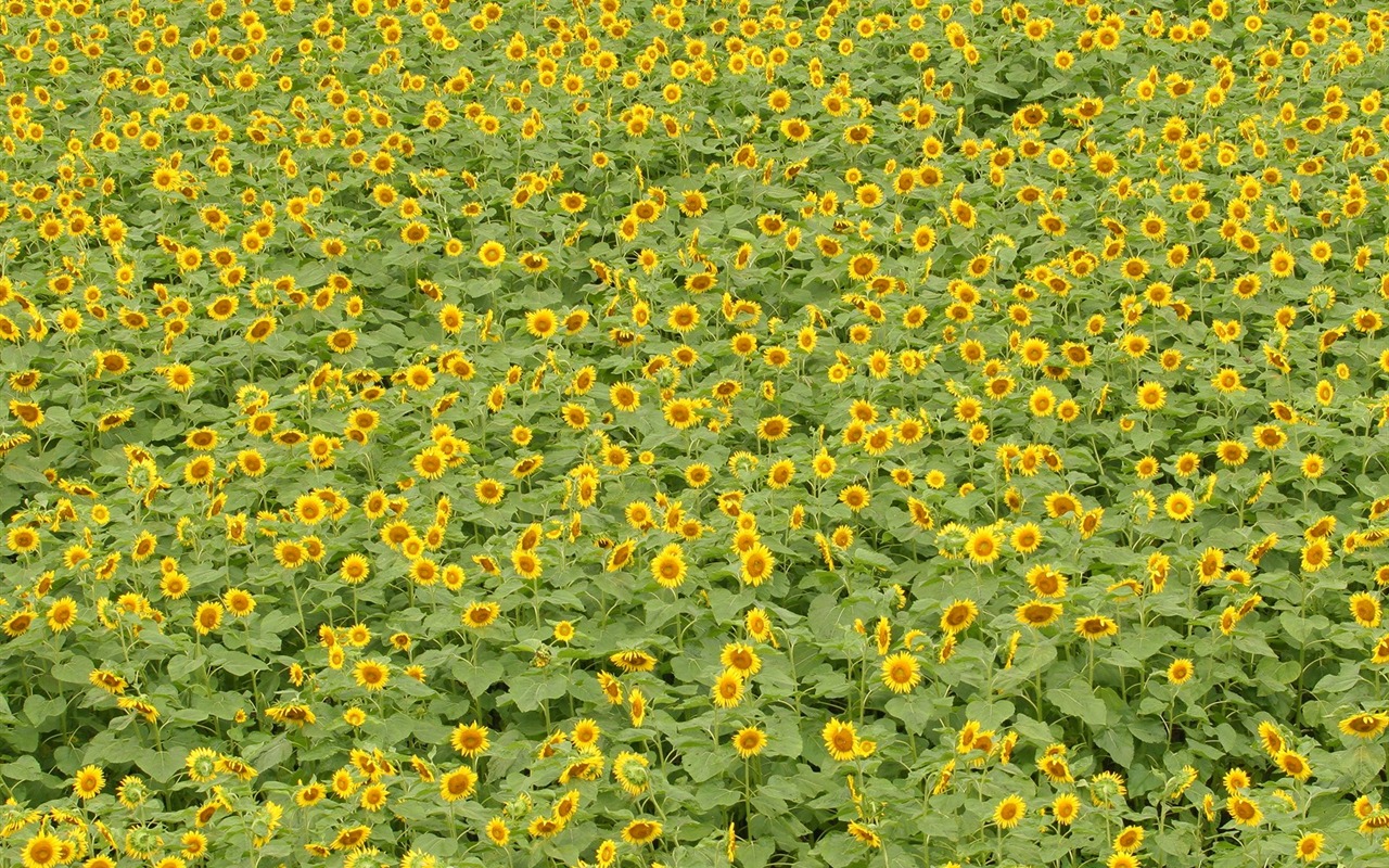 Man Shan sunflower wallpaper #14 - 1280x800