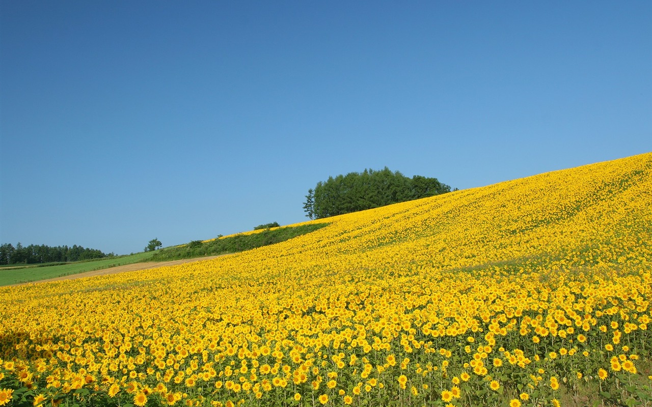 Man Shan sunflower wallpaper #16 - 1280x800