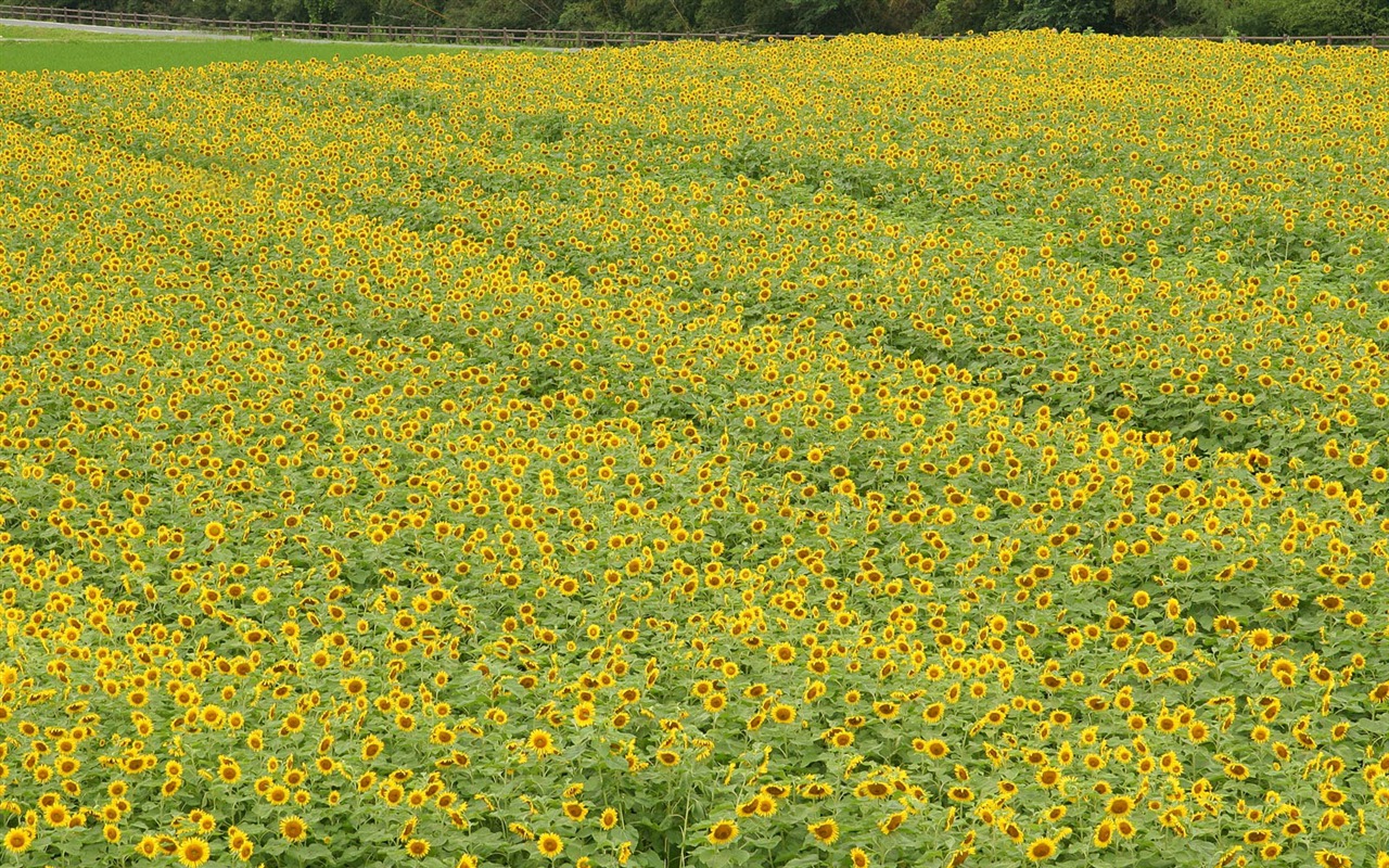 Man Shan sunflower wallpaper #17 - 1280x800