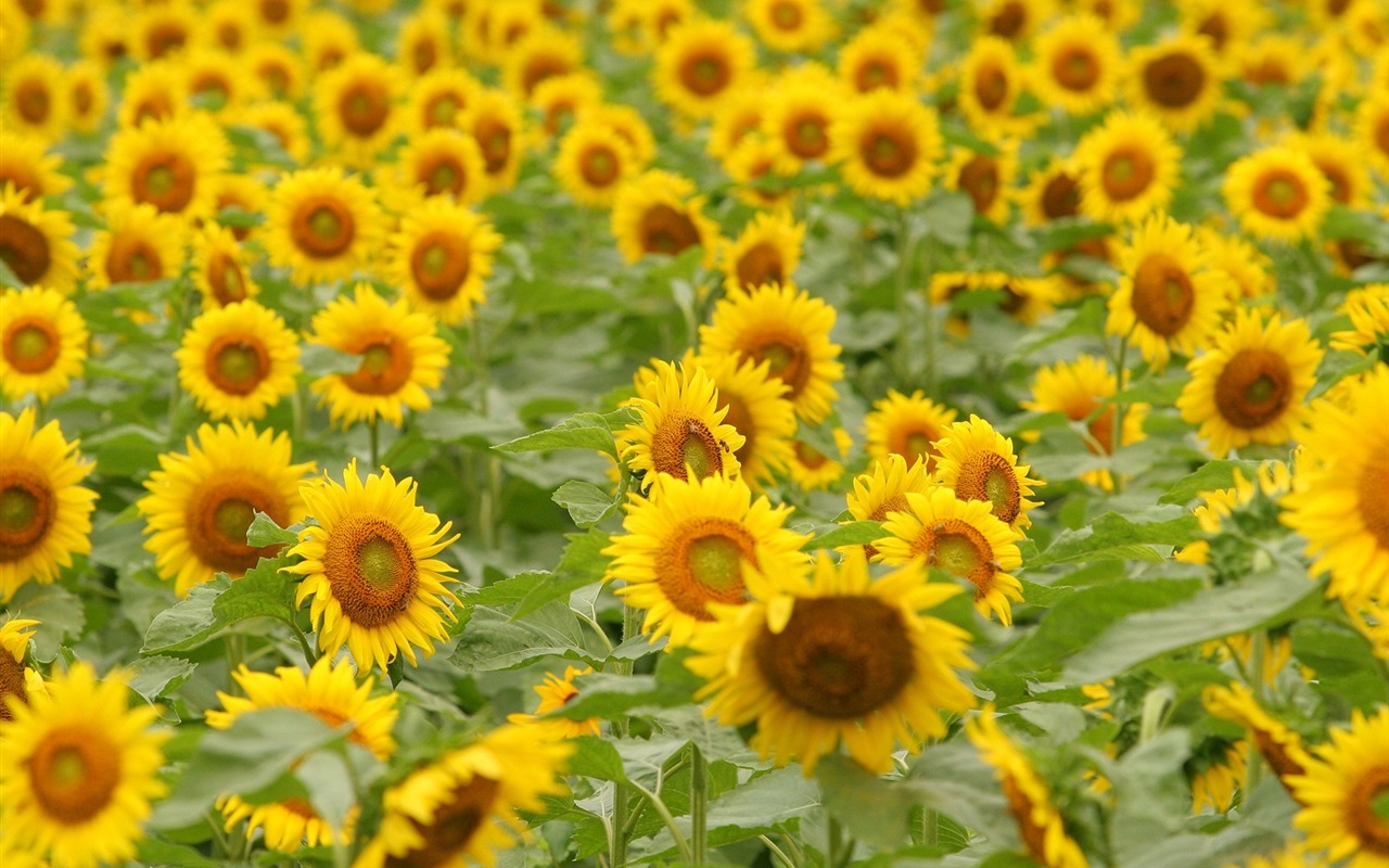 Man Shan sunflower wallpaper #19 - 1280x800