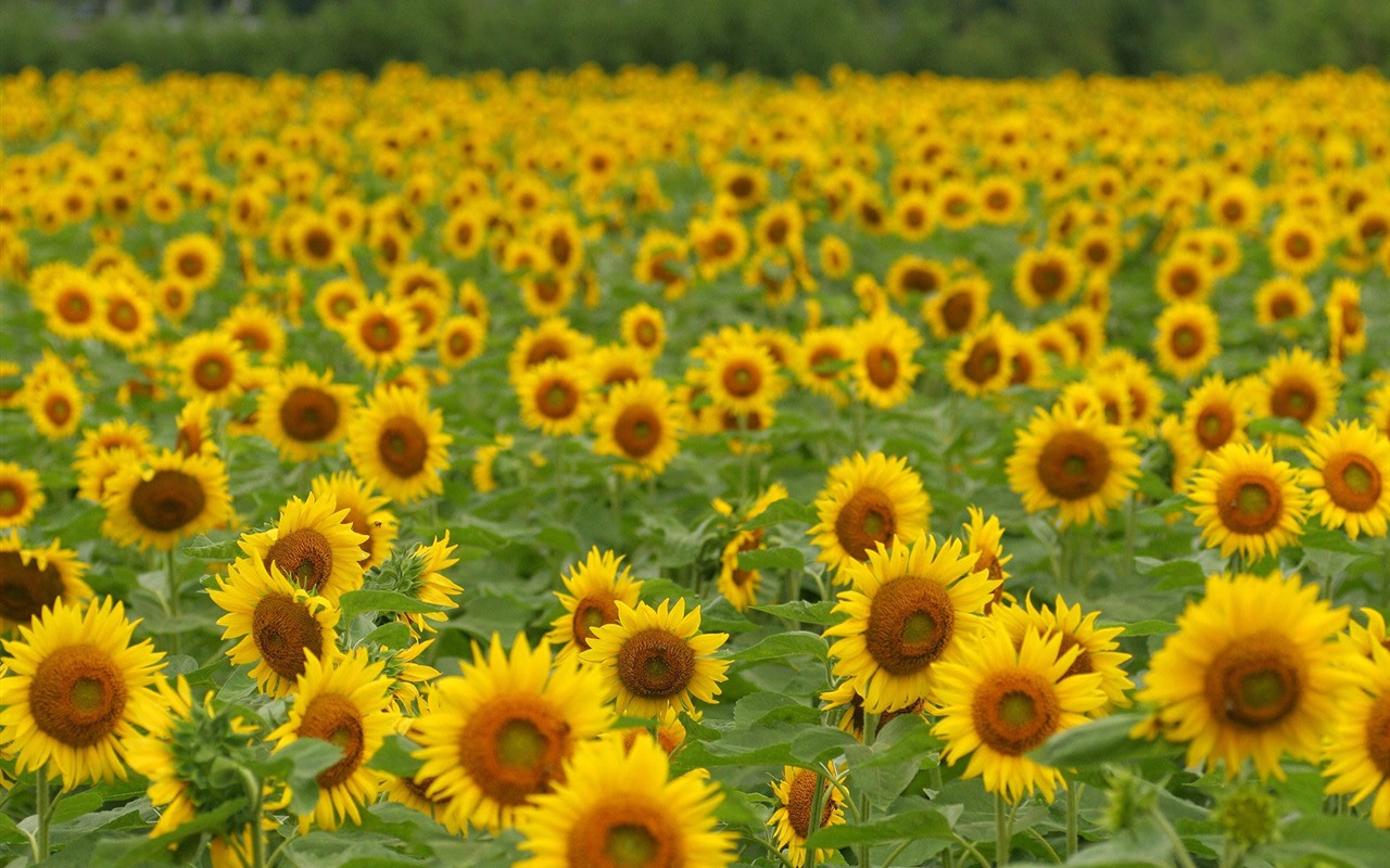 Man Shan sunflower wallpaper #20 - 1280x800