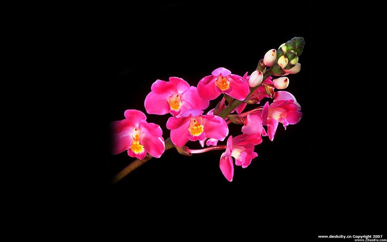 Beautiful and elegant orchid wallpaper #1 - 1280x800