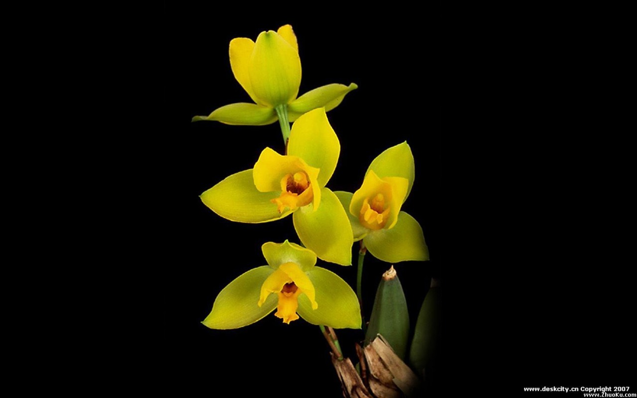 Beautiful and elegant orchid wallpaper #3 - 1280x800