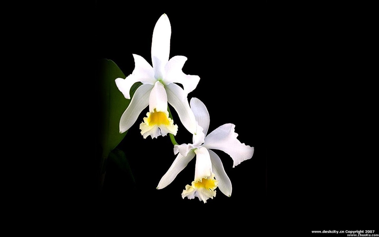 Beautiful and elegant orchid wallpaper #6 - 1280x800