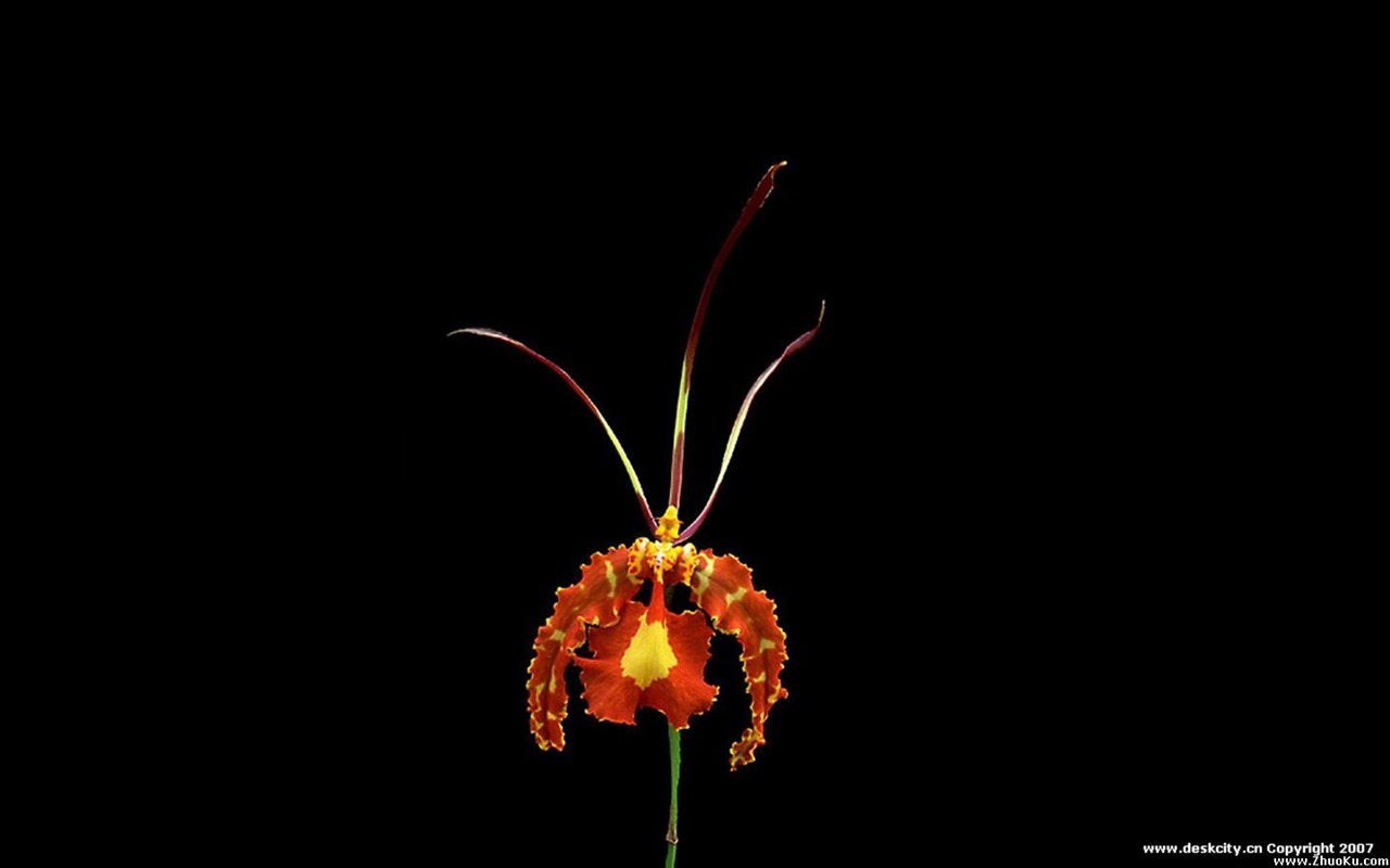 Beautiful and elegant orchid wallpaper #7 - 1280x800