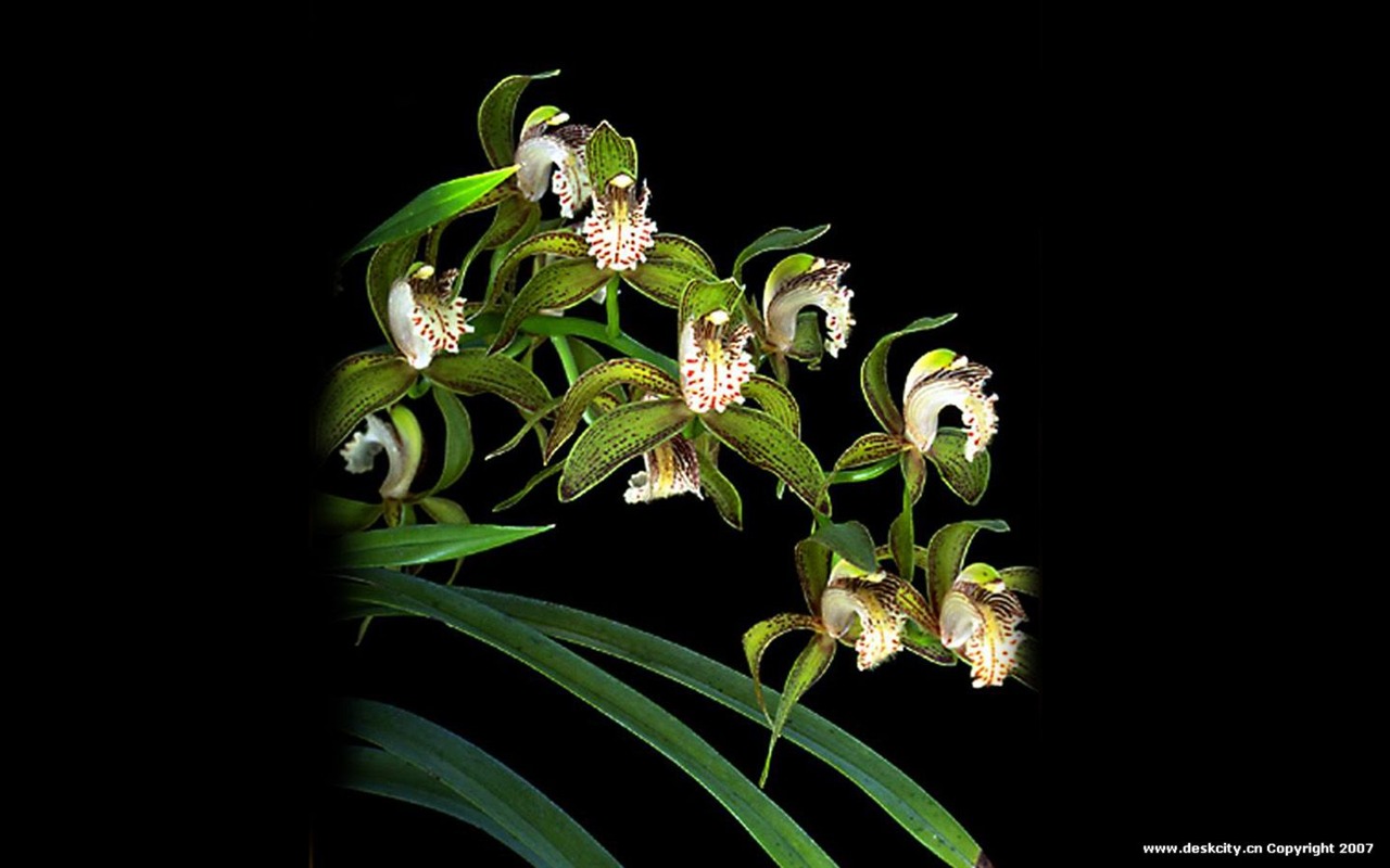 Krásné a elegantní orchidejí wallpaper #8 - 1280x800