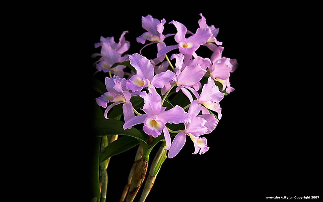 Beautiful and elegant orchid wallpaper #9 - 1280x800