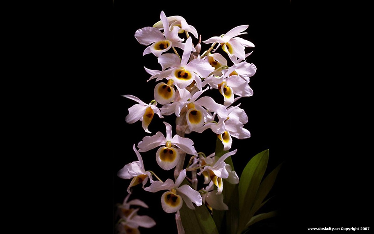 Beautiful and elegant orchid wallpaper #10 - 1280x800