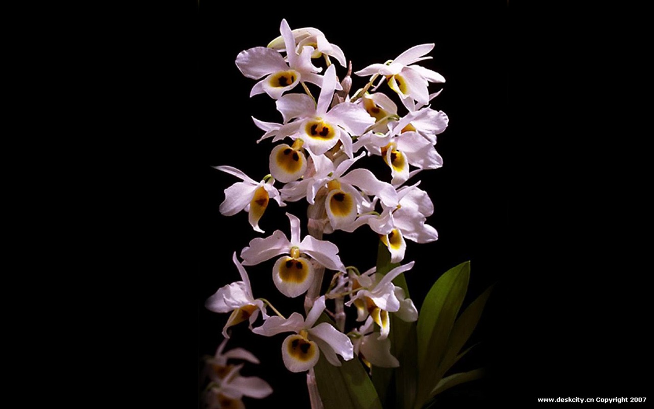 Krásné a elegantní orchidejí wallpaper #10 - 1280x800