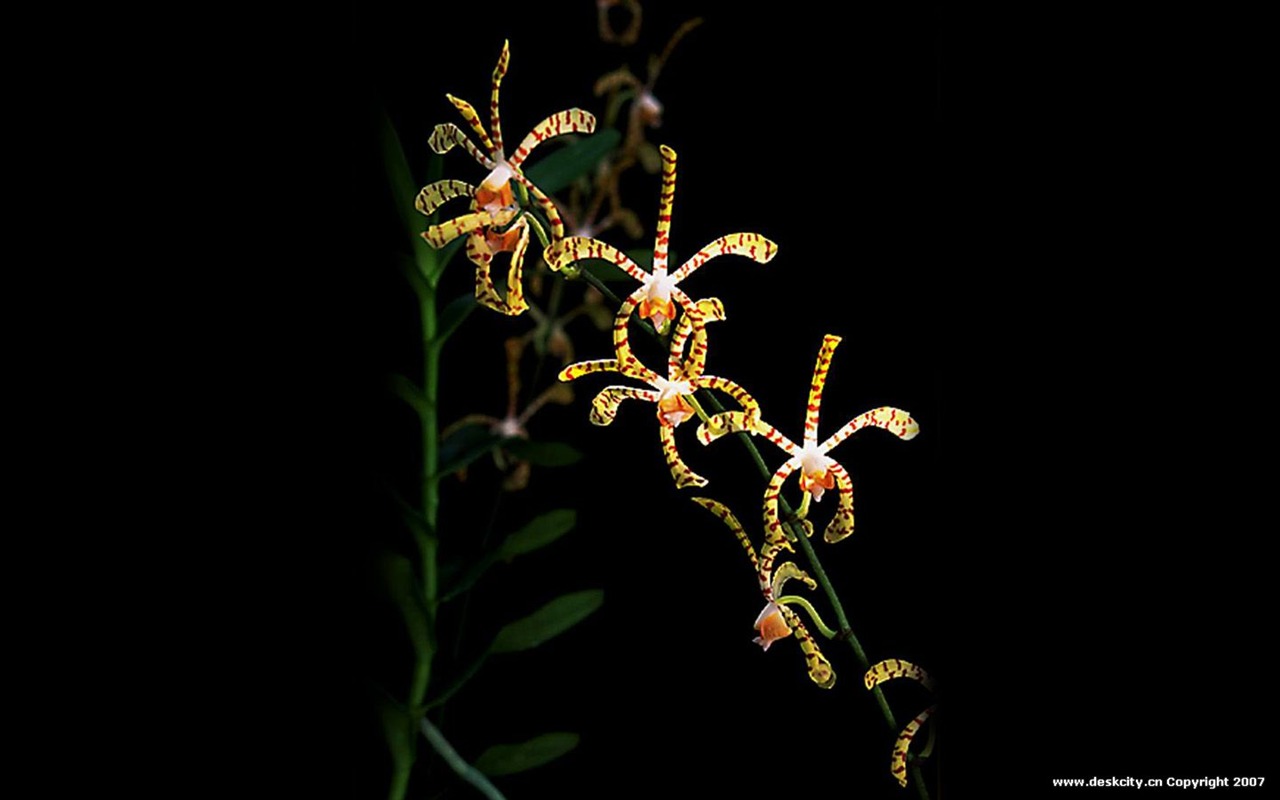 Krásné a elegantní orchidejí wallpaper #11 - 1280x800