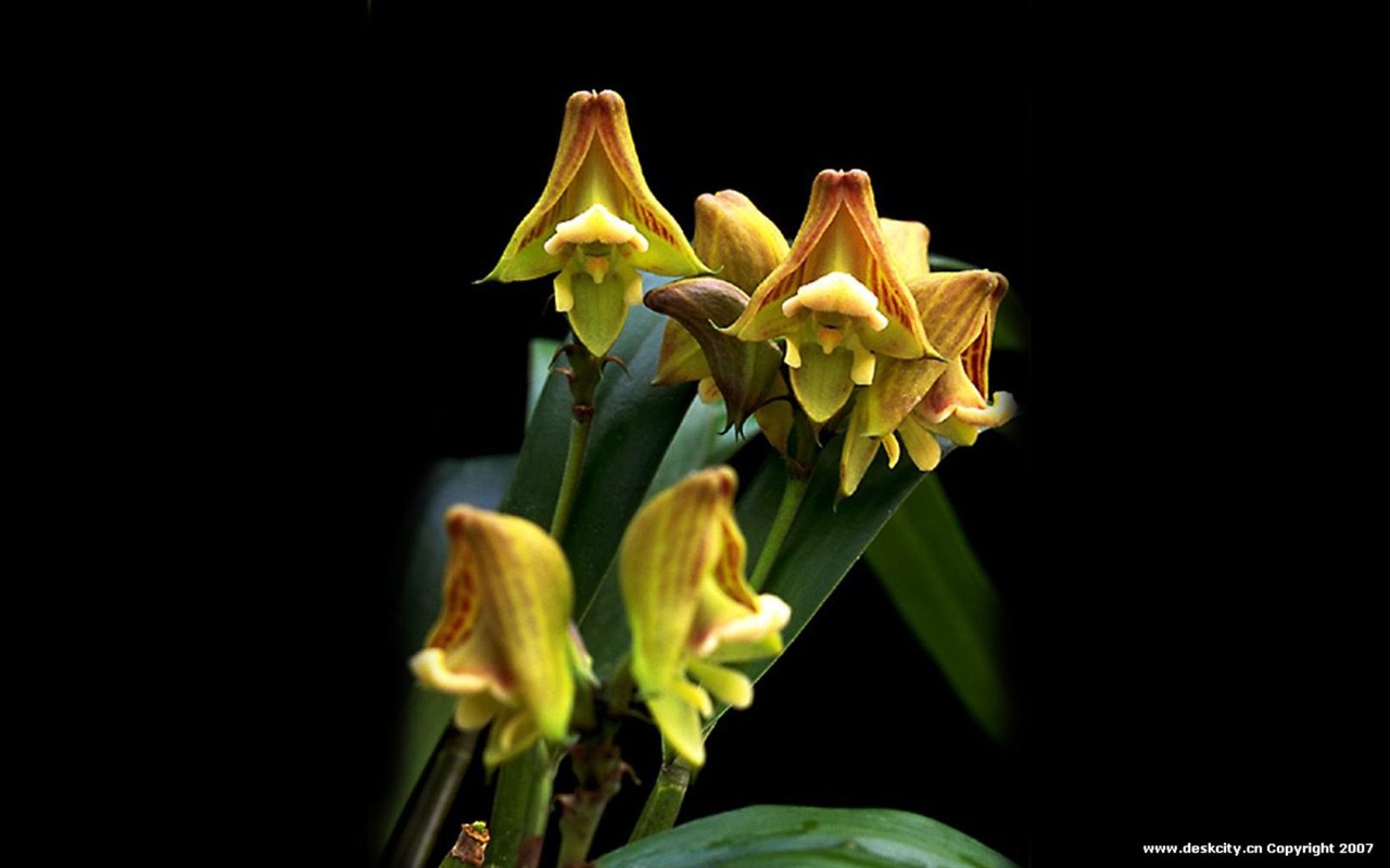 Belle et élégante orchidée fond d'écran #12 - 1280x800