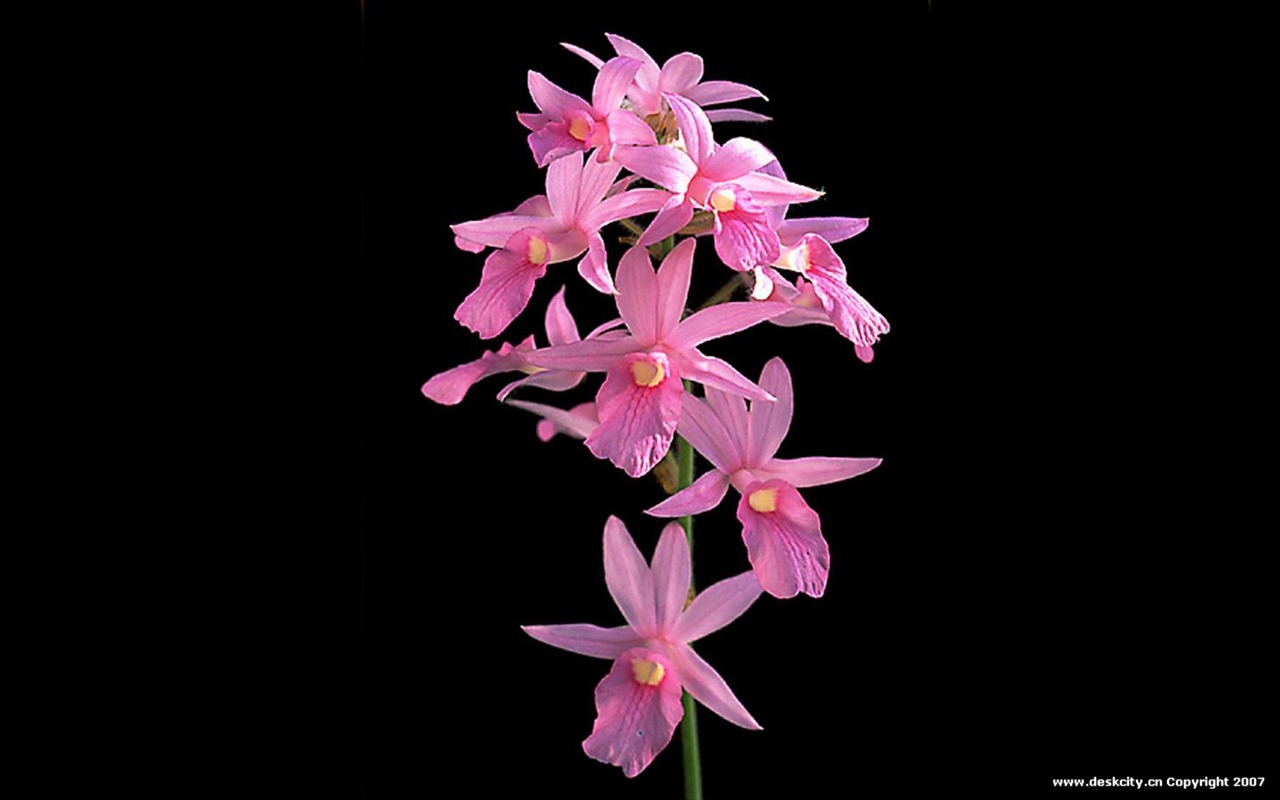 Beautiful and elegant orchid wallpaper #15 - 1280x800