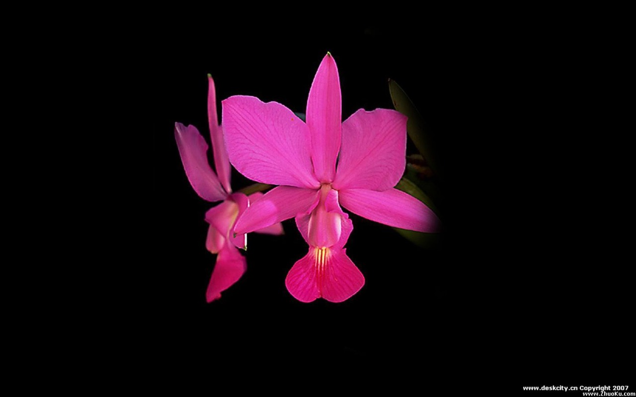 Beautiful and elegant orchid wallpaper #22 - 1280x800